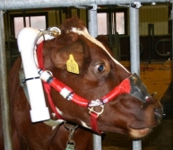 Cow with halter with equipment for methane measurement. Photo.