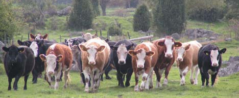 Beef cattle on pasture. Photo.