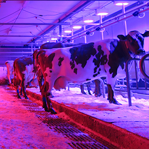 purple cow led lights