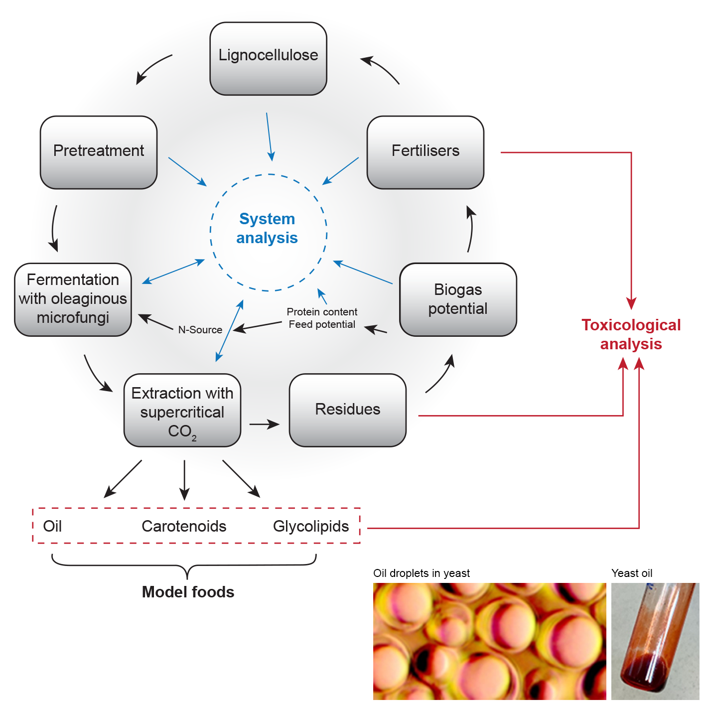 Food Biotechnology | Externwebben