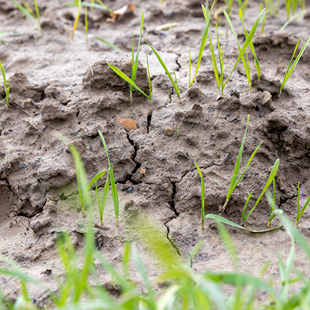 agricultural soil with small crops, close up photo.