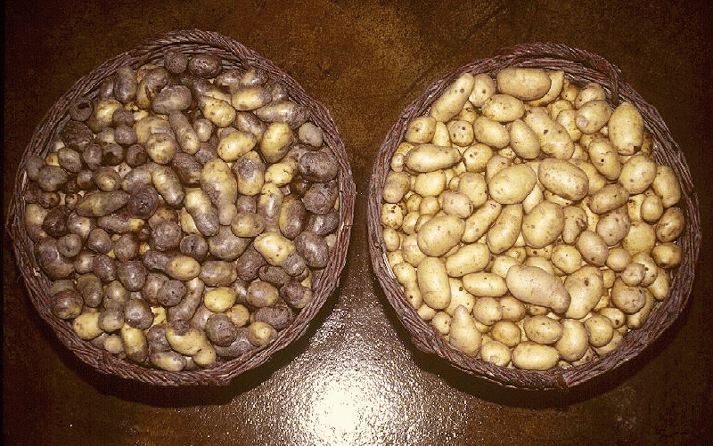 Två korgar med potatis, den vänstra med bruna, angripna potatisar och den högra med friska fina potatisar. Foto.