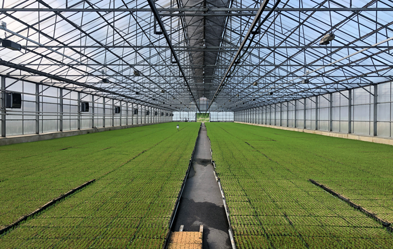 The inside of a large greenhouse. Photo.