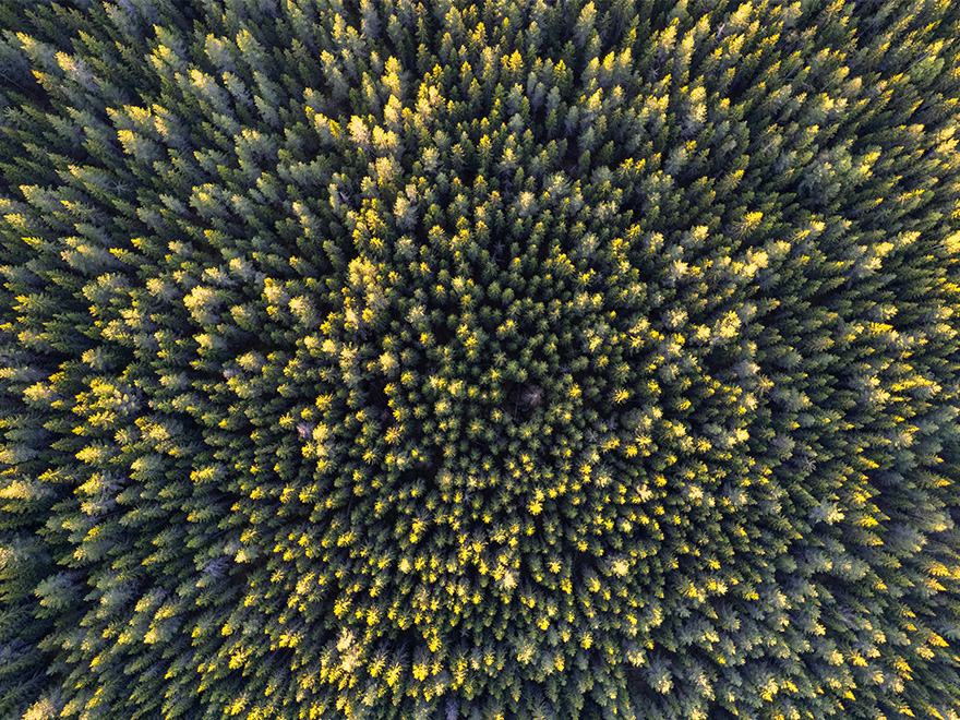 Arial view of a forest