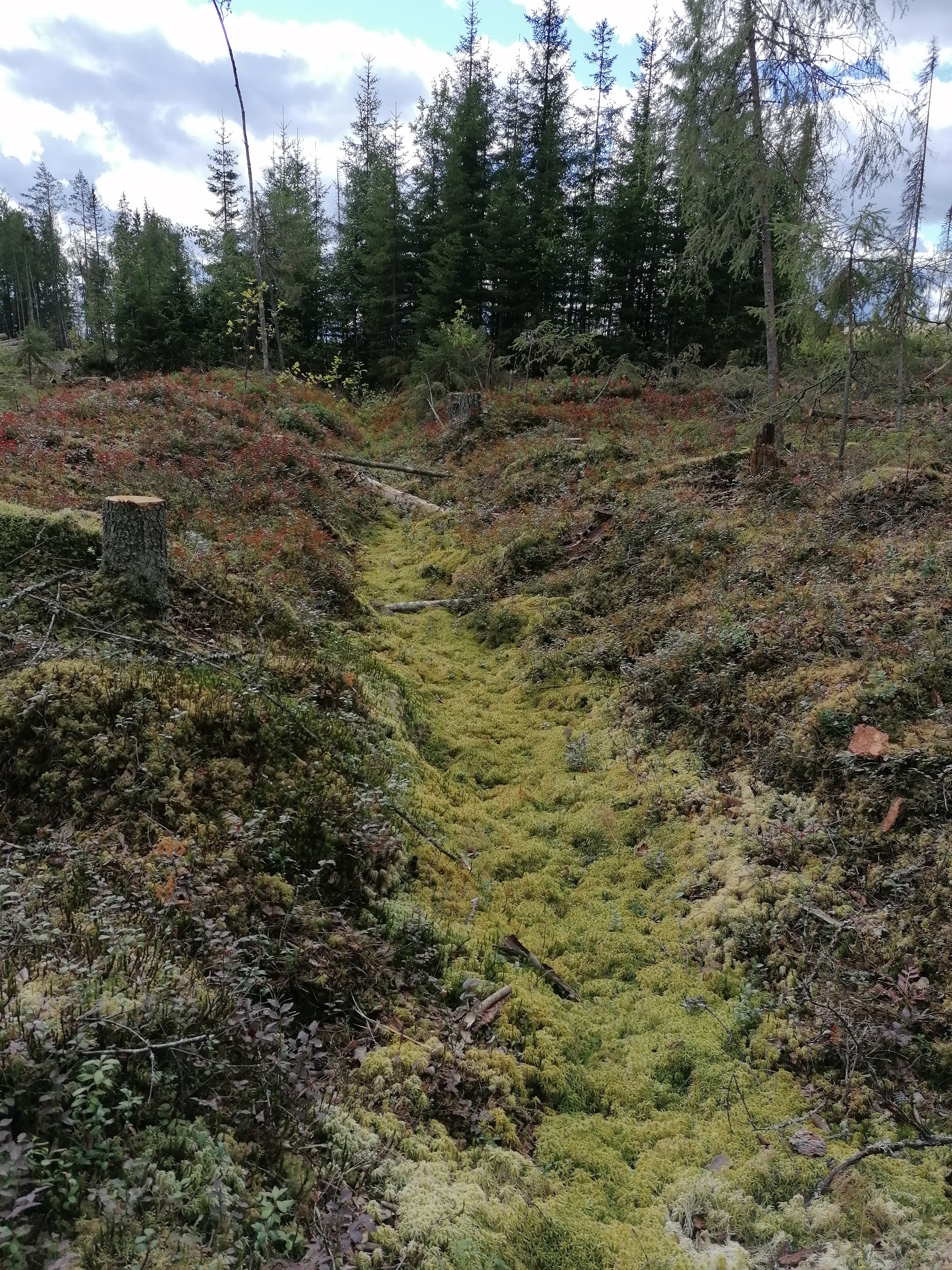 Forest Ditch Cleaning and its Effect on Mobilization of an Old Soil ...