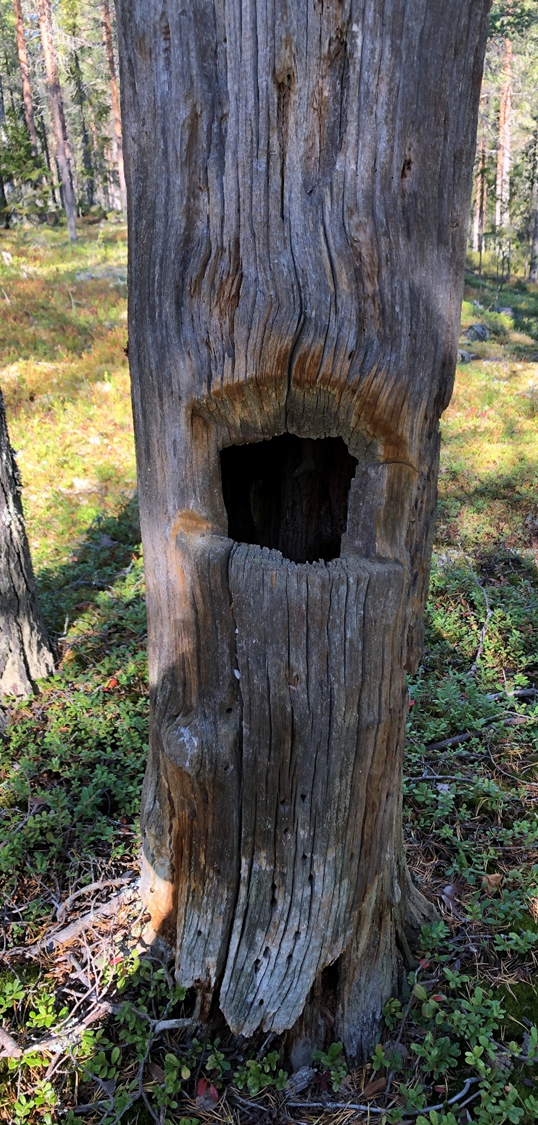 Hög stubbe med fyrkantigt hål