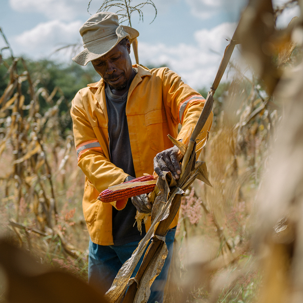 A man harvesting maize