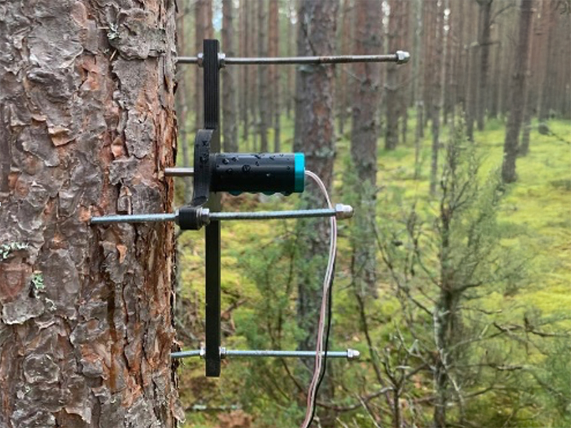 A measuring device on a pine trunk. Photo.