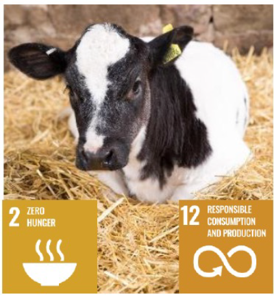 En liggande svartvit kalv på strö. Två av FN:s hållbarhetsmål i förgrunden, nr 2 Ingen hunger och nummer 12 Hållbar produktion och konsumtion i förgrunden. Bild.