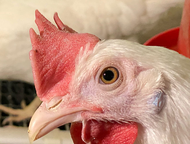 Close-up of a white hen's face. Photo.