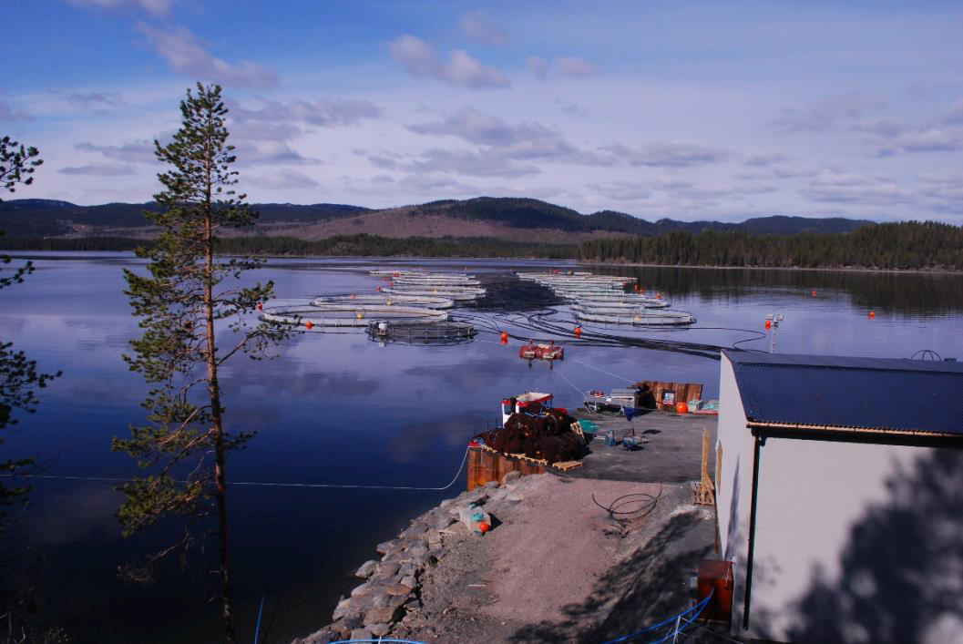 A rainbow trout farm in Ströms-Vattudal in Jämtland. Photo.