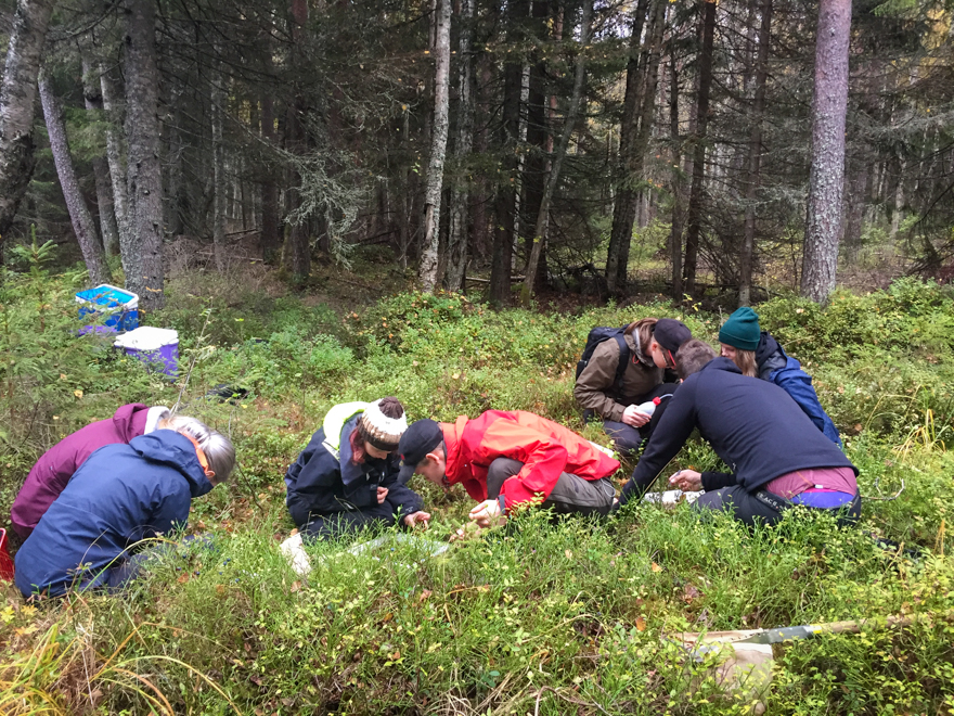 Ungdomar i skog undersöker markvegetationen.