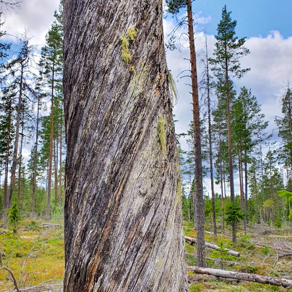 A nice foggy pine forest in alska/europe - Feedback - Predator: Hunting  Grounds