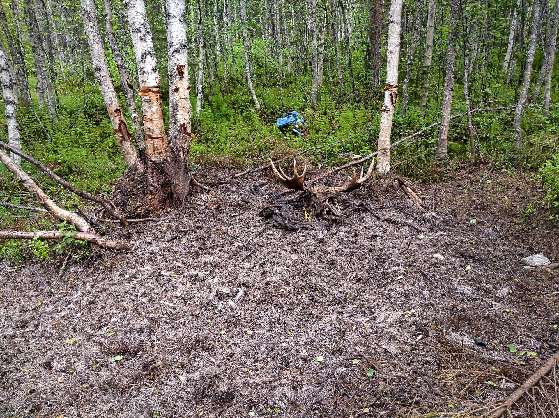 Öppen plats i skogen med päls och älghorn på marken, skador på björkar.