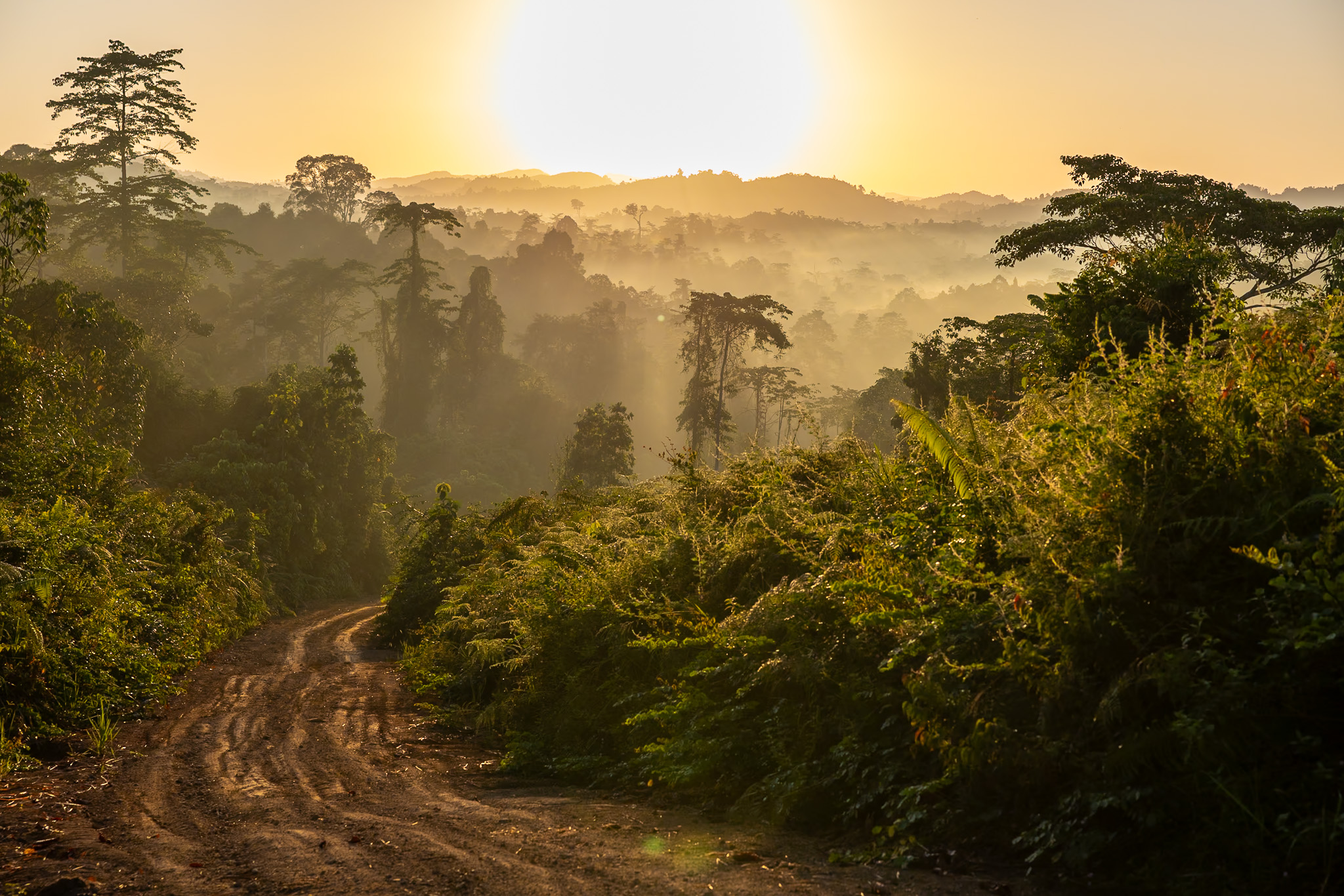 Sunrise in the rainforest.