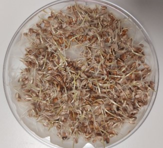 Germinating wheat seeds