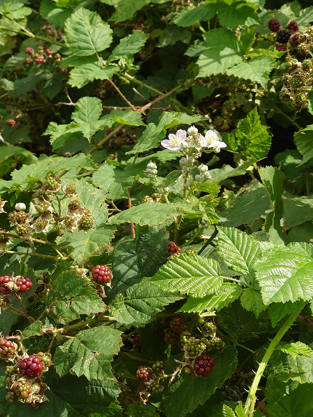 Vit blomma och röda bär mot grona blad. Foto