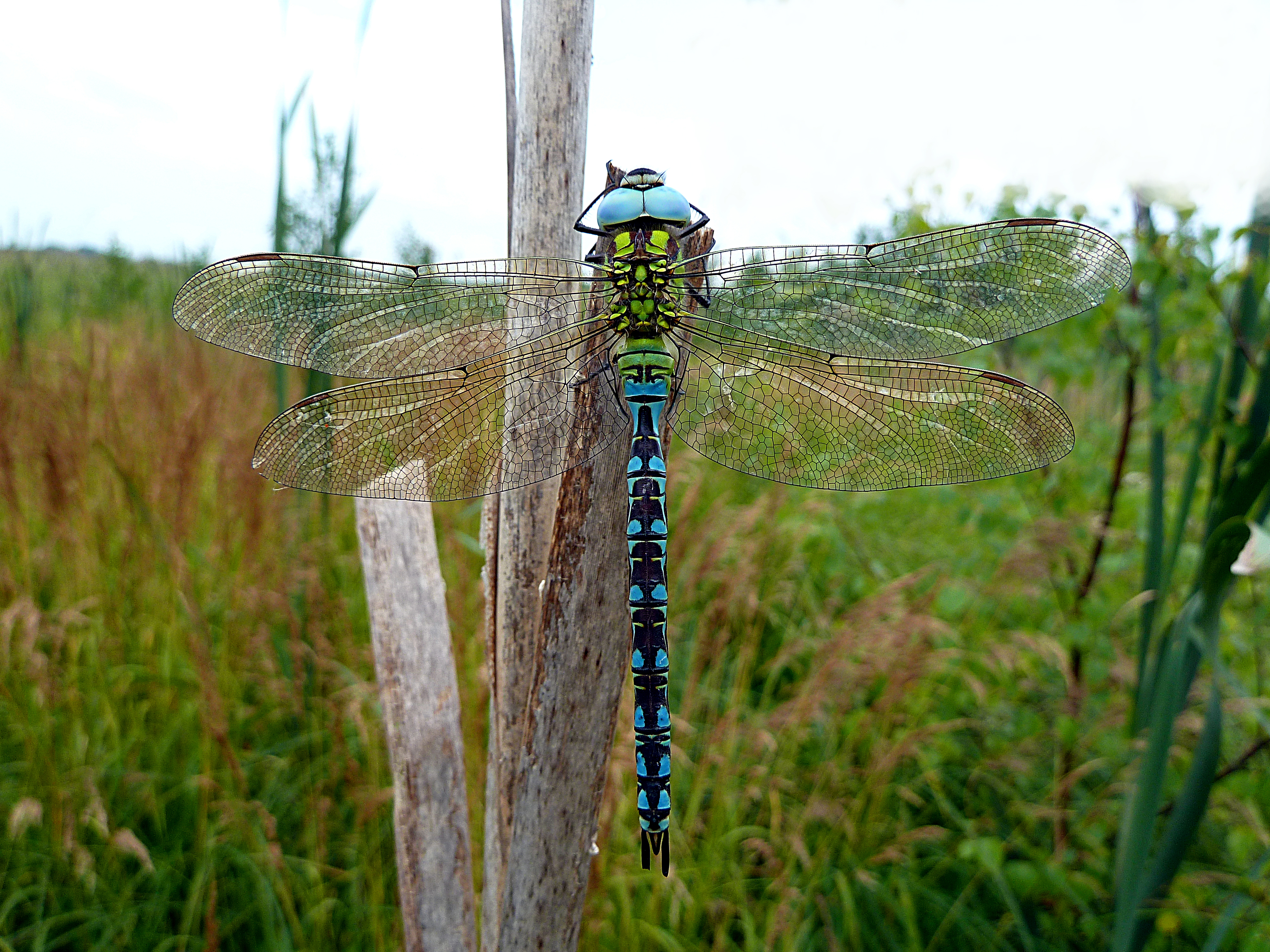 Klarblå-grön slända på torrt gräs. Foto