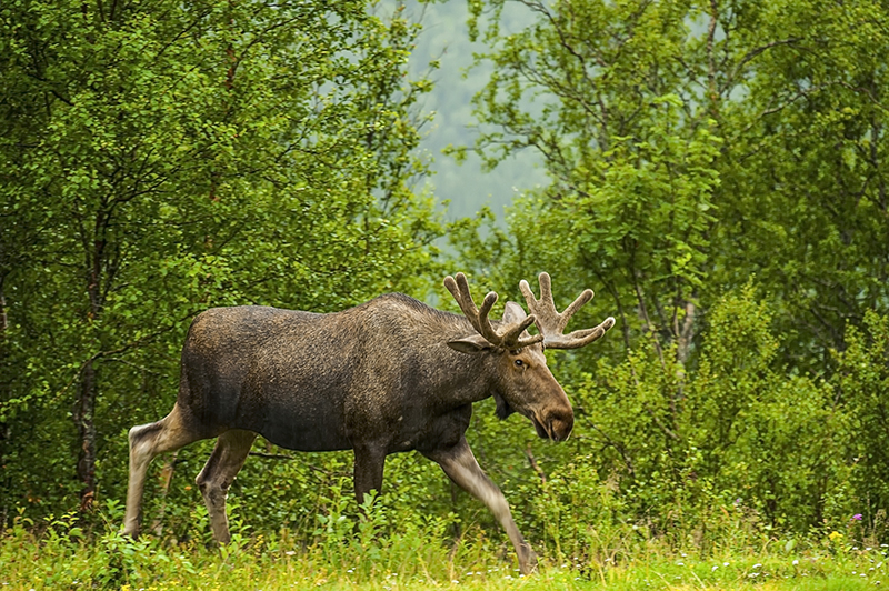 Älg i skog. Foto