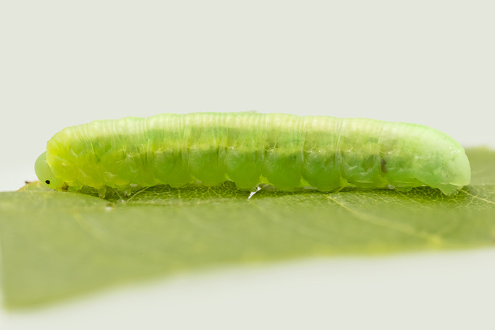 Grön larv på blad. Foto