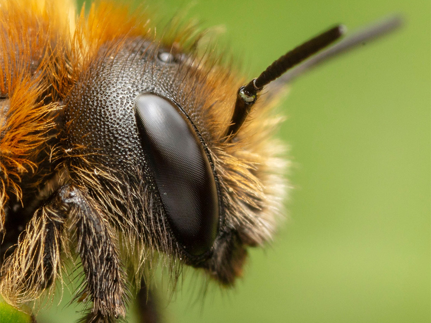 Huvud av bi i profil med ovala svarta ögon, svarta antenner och orange och gul behåring. Foto