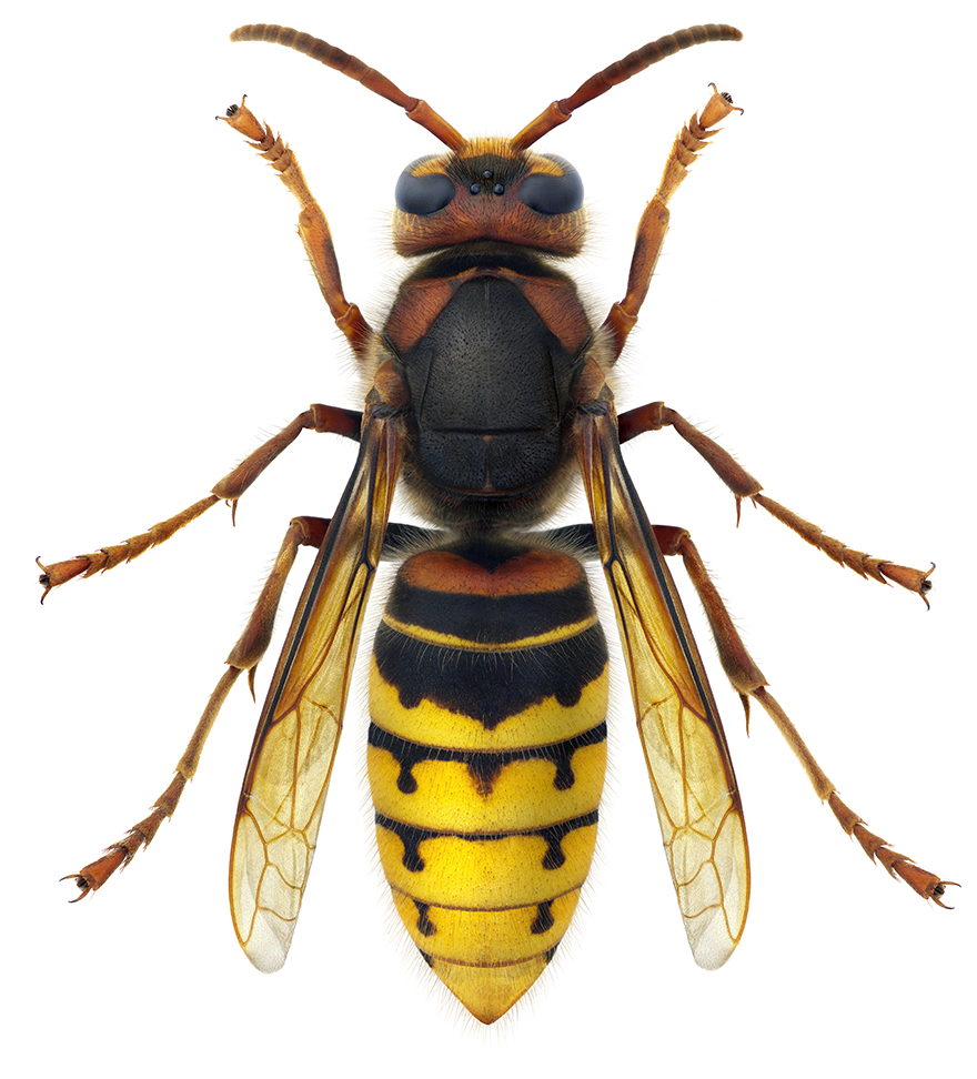 Bålgetingen (Vespa crabro). Foto: Christopher Reisborg