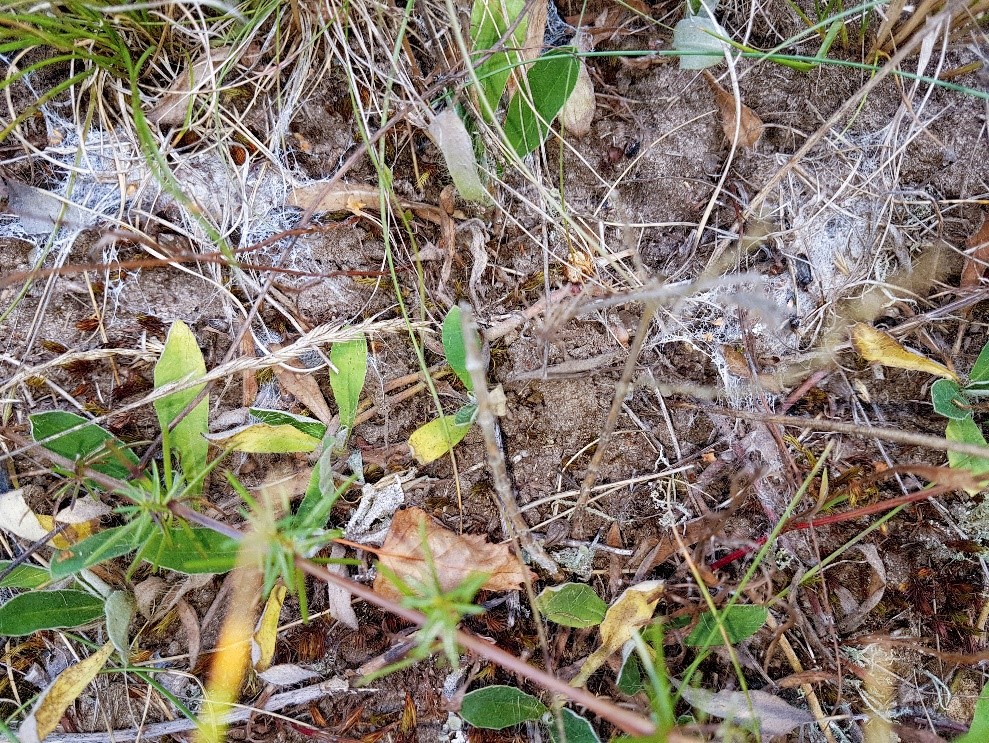 Gröna blad och gräs växer i jord. Foto.