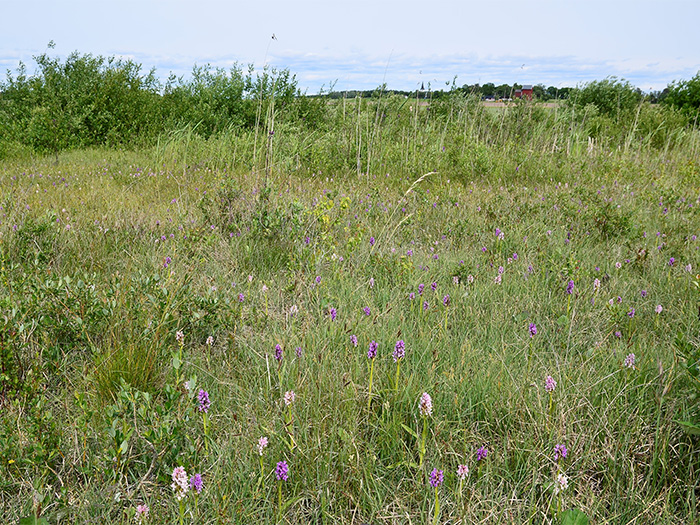 Stort antal ljus- och mörklila blommor växer på grönt, vildvuxet kärr. Foto