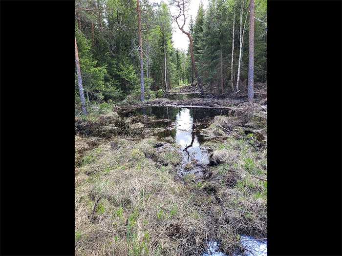 Vatten och tuvor i gata mellan träd. Foto