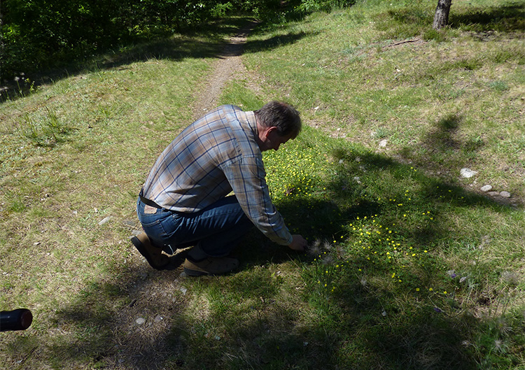 Man hukar på marken vid gula blommor. Foto