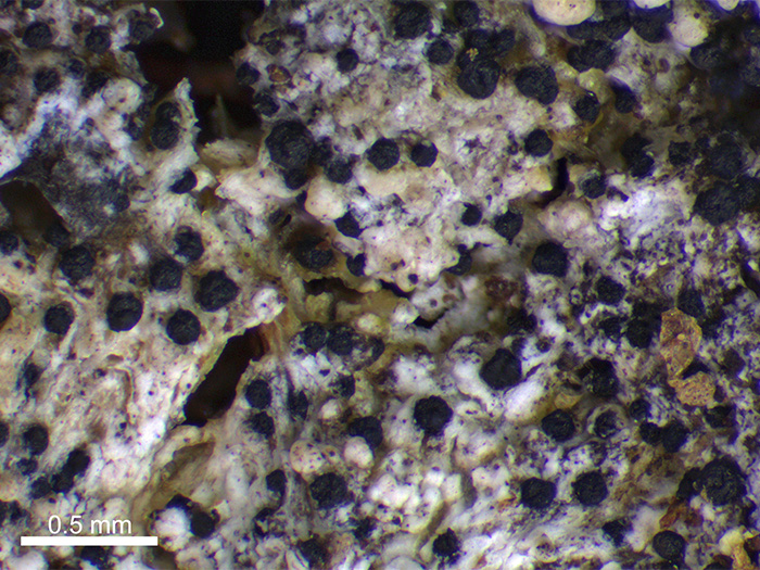 Några få millimeter av lav uppförstorad. Svarta klumpar syns på gråvit massa. Foto