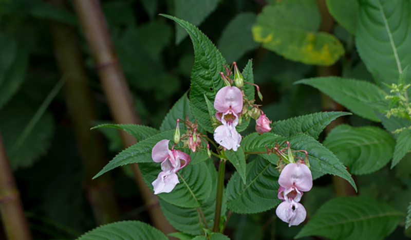 Rosa blommor på en grön buske. Foto