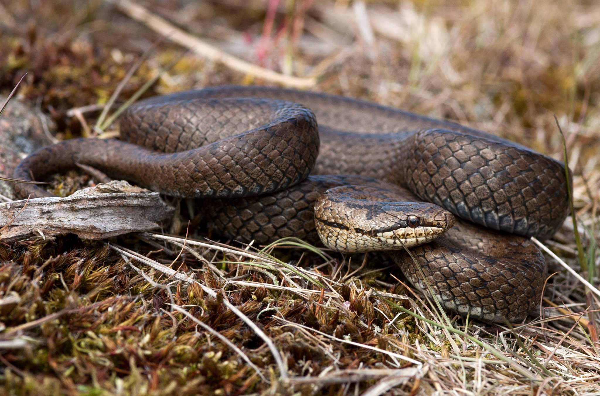 Hasselsnok ligger i gräs. Foto