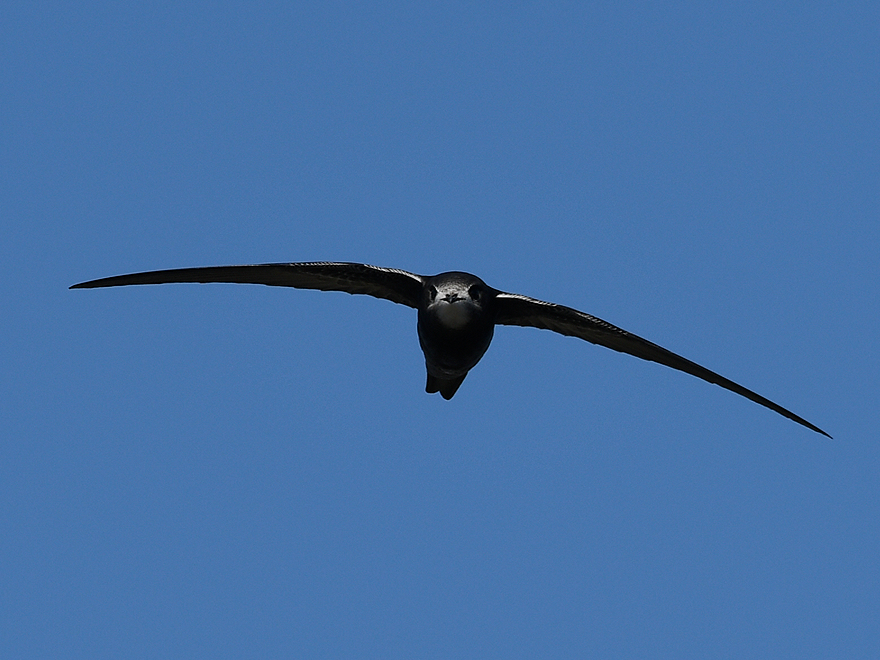 Fågel seglar mot blå himmel. Foto.