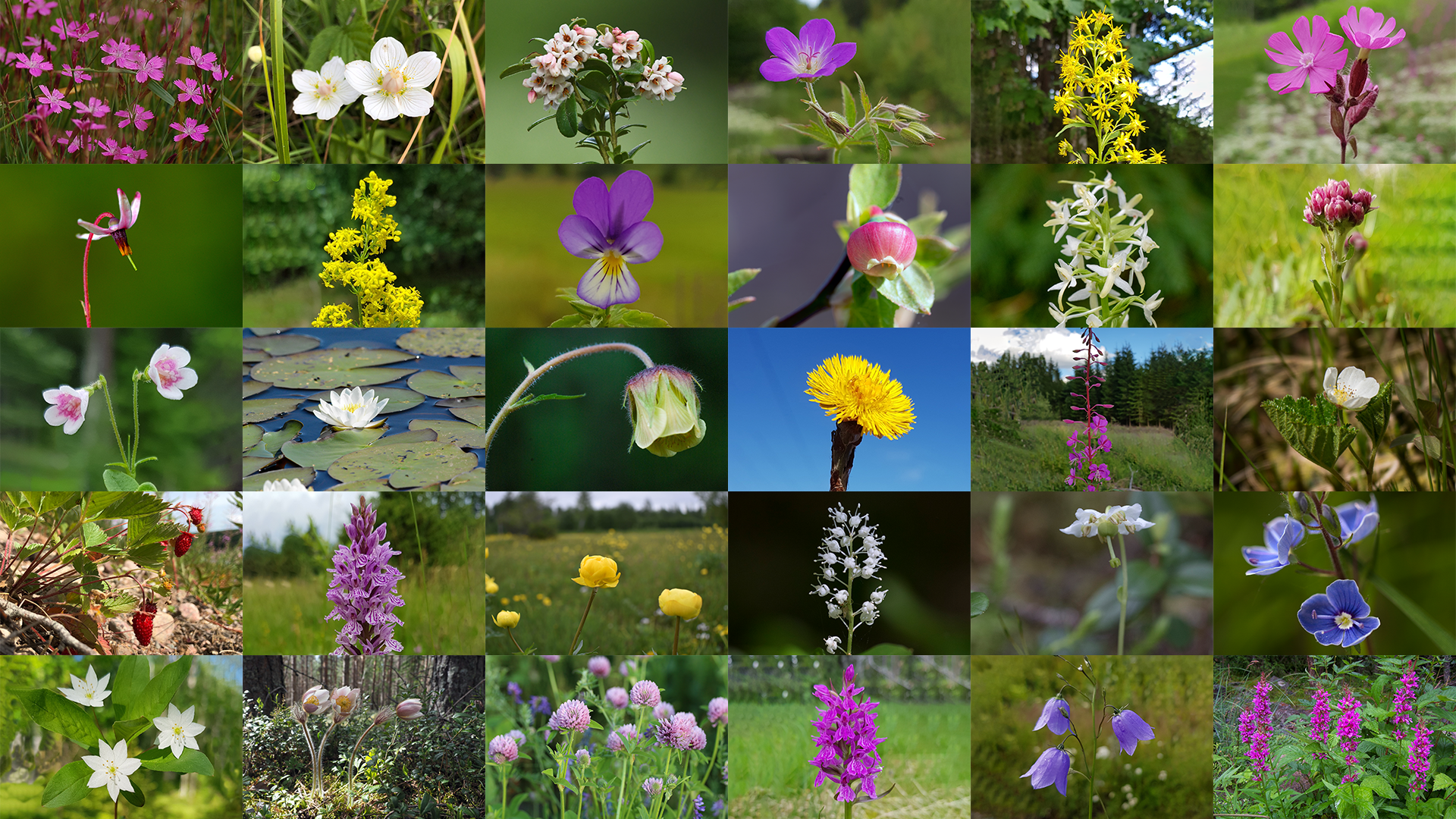 Collage av blommor. Foto