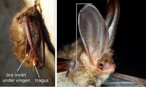 Fladdermöss hänger upp och ner. Foto