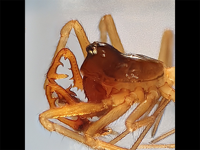 Orange-aktig, hopkrupen och blänkande spindel. Foto