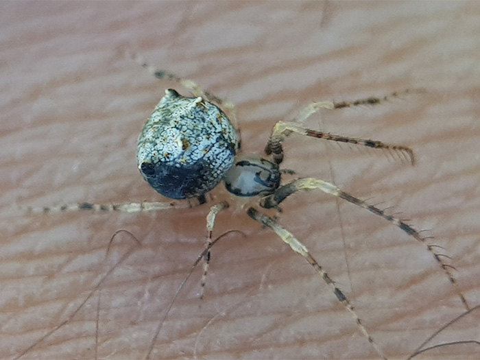 Liten spindel med grön-blåaktigt skiftande kropp på människohud. Foto