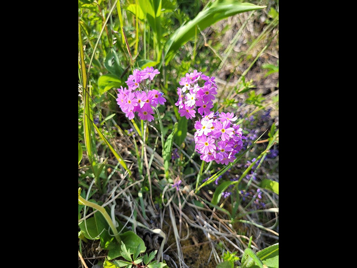 Tre örter på marken, var och en med rosa, klotformig blomsamling i toppen av en bladlös stjälk. Foto