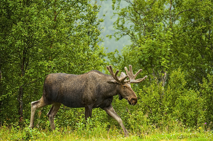 Gående älg i skog. Foto