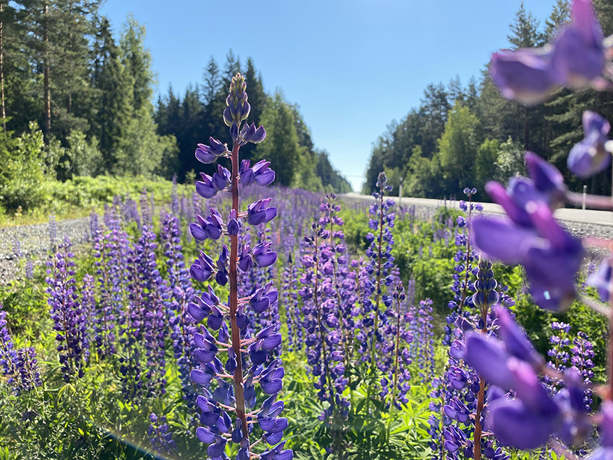 Blomsterlupin, bildknapp.jpg