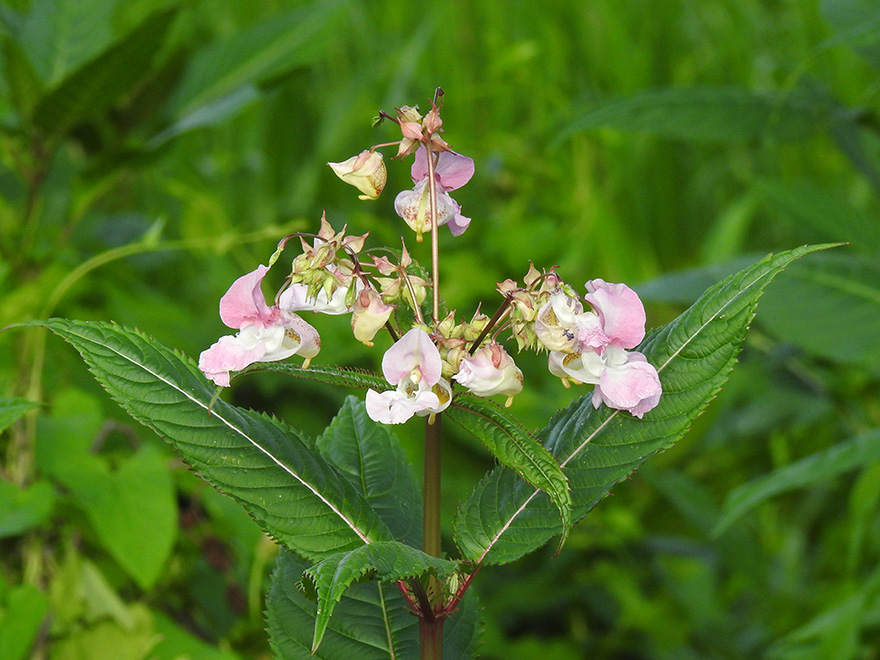 Jättebalsamin_ljusrosa, bildknapp.jpg