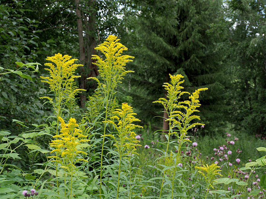 Kanadesiskt gullris_blommande, bildknapp.jpg