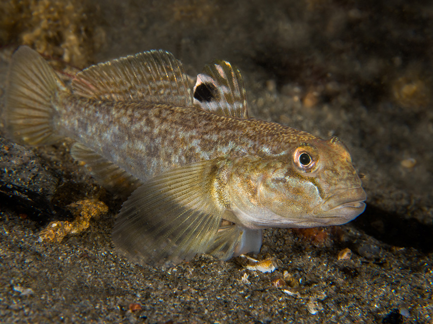 svartmunnad-smorbult-neogobius-melanostomus--anders-salesjo, bildknapp.jpg