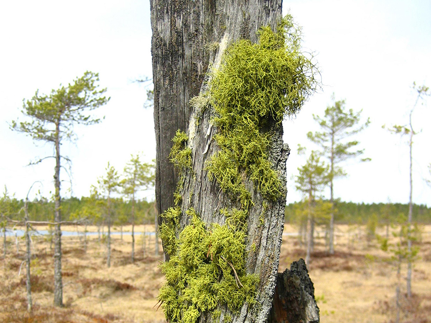 Grön buskig lav på trädstam. Foto