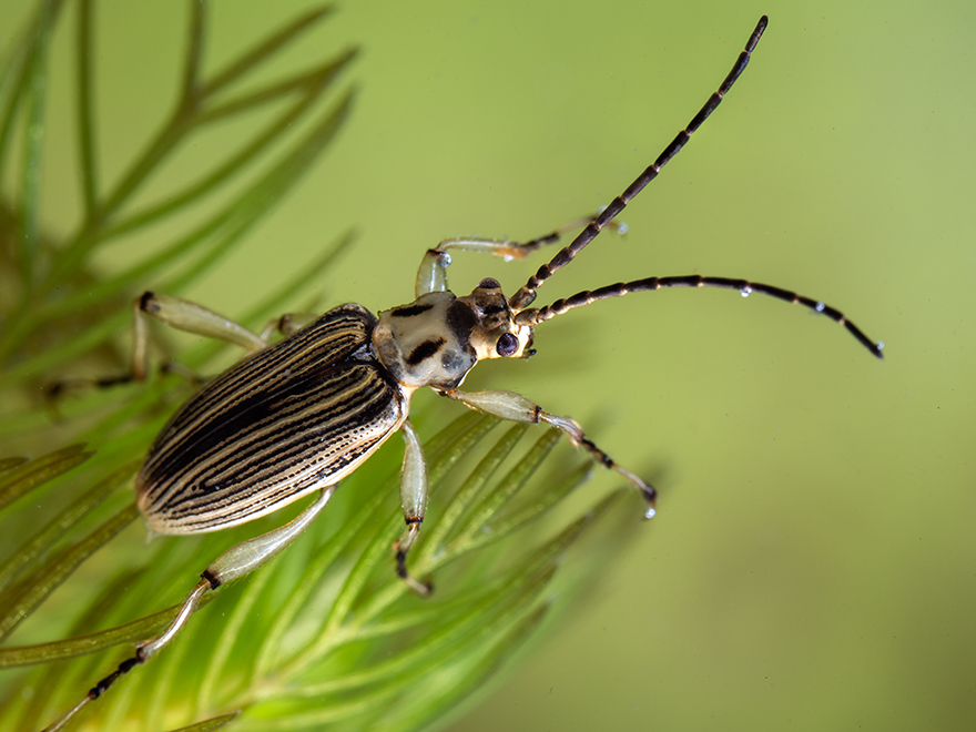 Spetsstrimbock (macroplea appendiculata). Foto: Krister Hall