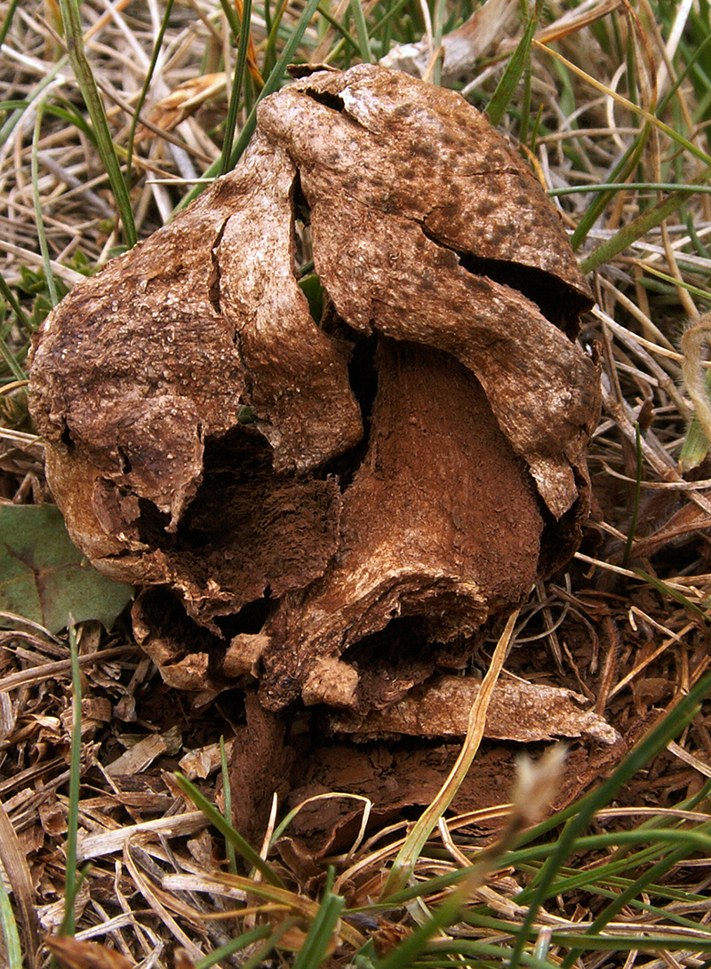 Chlorophyllum agaricoides - moget fjolårsexemplar. Ungern, Csongrád, Hantháza 2009. Foto M. Jeppson liten.jpg