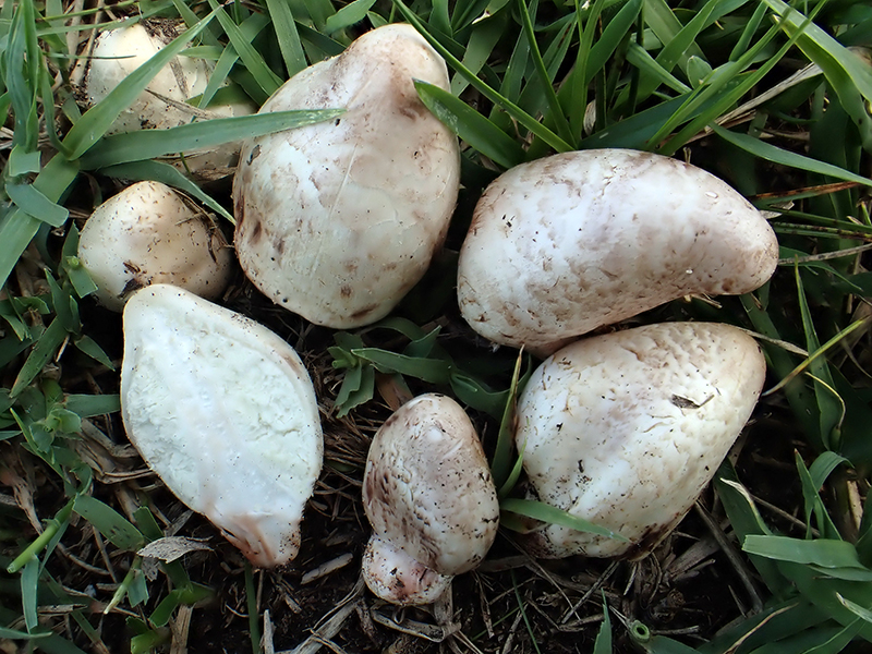 bild 3,Chlorophyllum agaricoides - Ungern, Tolna, Nemetkér 2013. Foto M. Jeppson liten.jpg