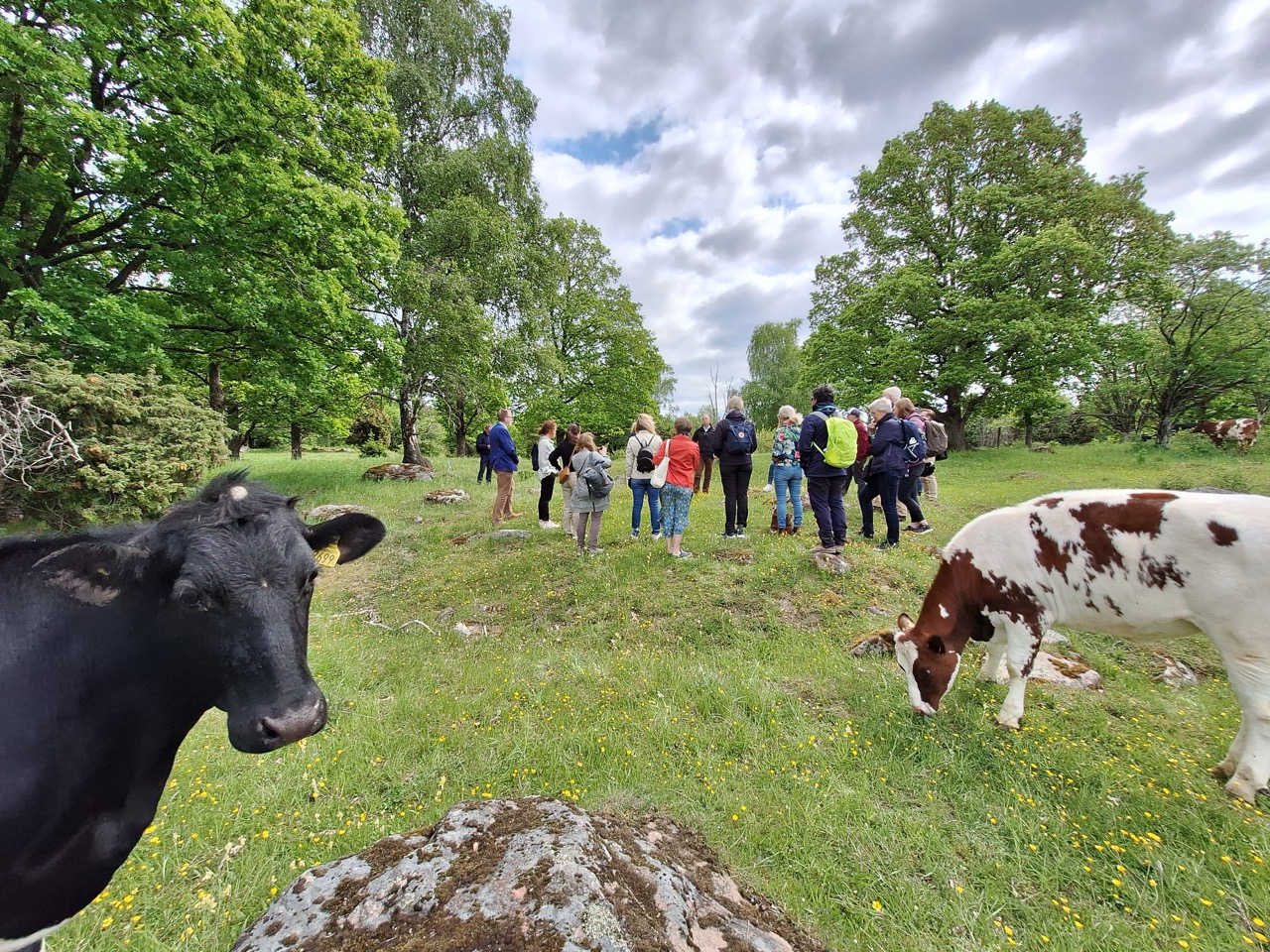 En grupp människor står och pratar på ett naturbete, två kor tittar på.