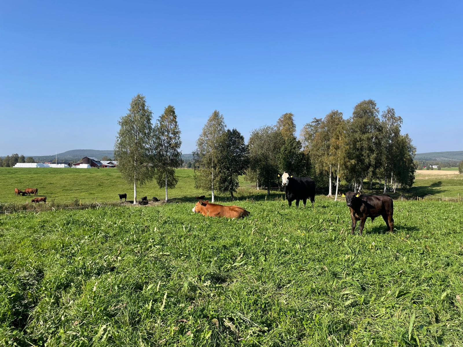 Några kor på bete runt en björkdunge, berg i bakgrunden.